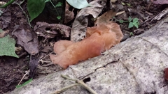 Auricularia fuscosuccinea