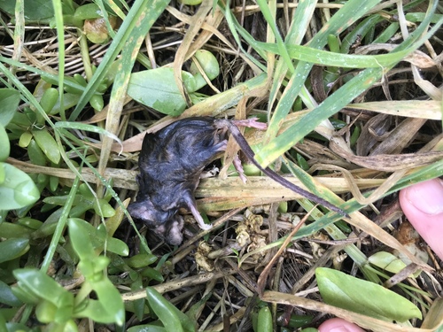ナンヨウネズミ