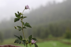 Geranium nepalense