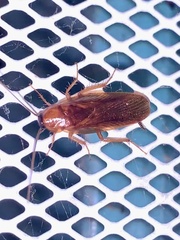 Parcoblatta americana