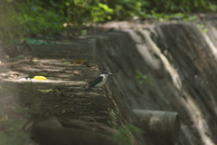 Todiramphus chloris
