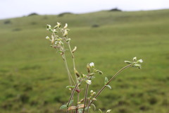 Stellaria vestita