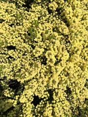 Acacia littorea