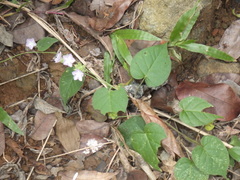 Jacquemontia paniculata