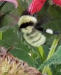 Bombus fervidus