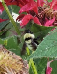 Bombus fervidus