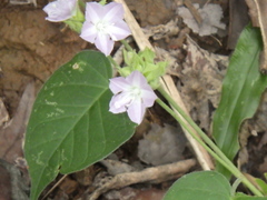 Jacquemontia paniculata