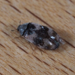 Trogoderma angustum