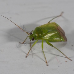 Apolygus spinolae