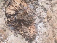 Spartaeus spinimanus