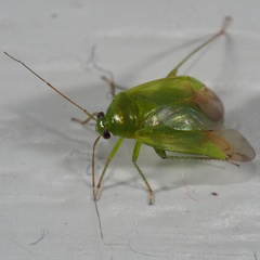 Apolygus spinolae