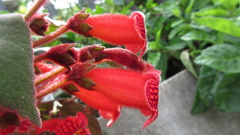 Kohleria