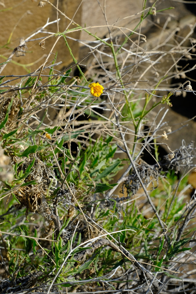 Osteospermum karrooicum