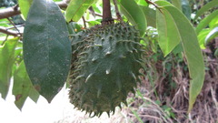 Annona muricata