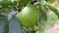 Annona muricata