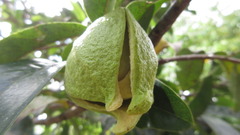 Annona muricata
