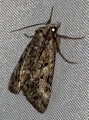 Anaplectoides pressus