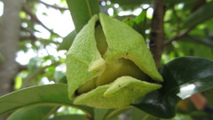 Annona muricata
