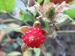 Rubus