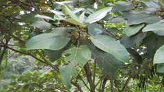 Ficus padana