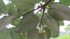 Ficus padana