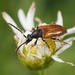 Fairy-ring Longhorn Beetle - Photo (c) Jakob Fahr, some rights reserved (CC BY-NC), uploaded by Jakob Fahr
