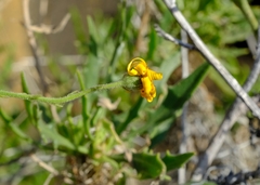 Osteospermum karrooicum