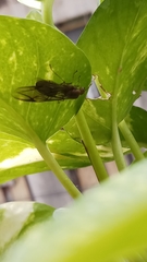 Oecophylla smaragdina