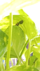 Oecophylla smaragdina