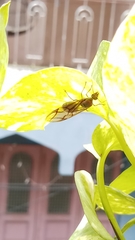 Oecophylla smaragdina