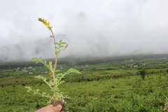 Agrimonia pilosa