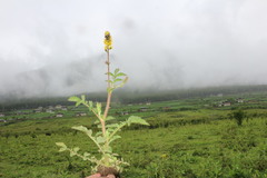 Agrimonia pilosa