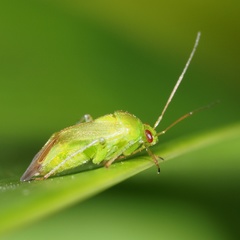 Apolygus spinolae