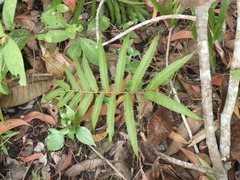 Amblovenatum terminans