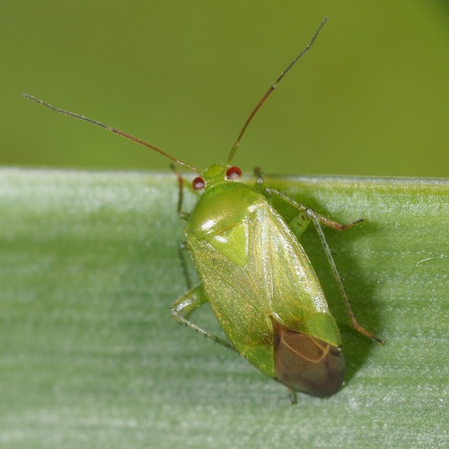 Apolygus spinolae · iNaturalist