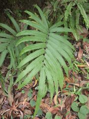 Amblovenatum terminans