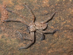Heteropoda martinae