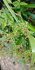 Scirpus ternatanus