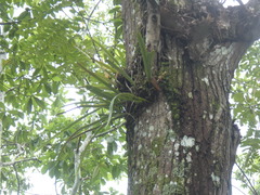 Pyrrosia longifolia