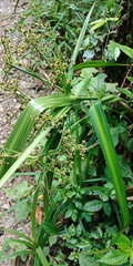 Scirpus ternatanus