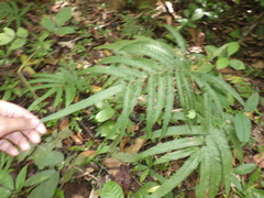 Amblovenatum terminans