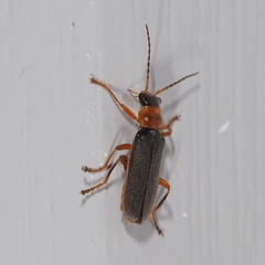 Cantharis lateralis