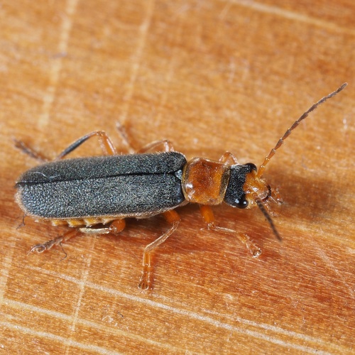 Cantharis lateralis, photo 2 of 10