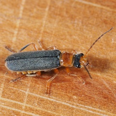 Cantharis lateralis