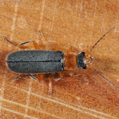 Cantharis lateralis