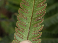 Amblovenatum terminans