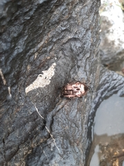 Protaetia orientalis