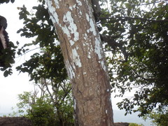 Calophyllaceae
