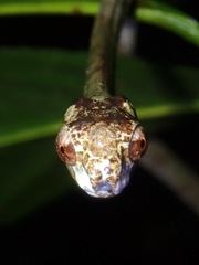 Aplopeltura boa