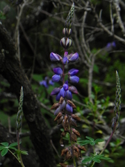 Lupinus elegans